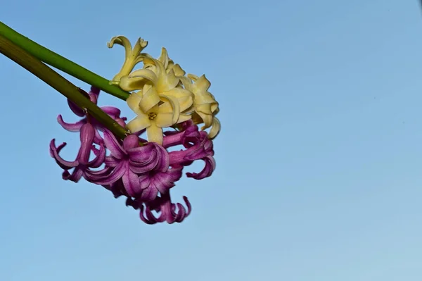 Flores Coloridas Florescem Fundo Céu Azul — Fotografia de Stock