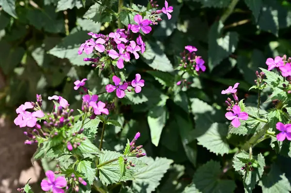 Bellissimi Fiori Che Crescono Giardino Estate Giornata Sole — Foto Stock