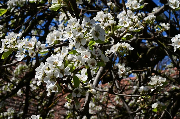 Äpple Träd Grenar Med Vita Vackra Blommor Närbild Vår Koncept — Stockfoto