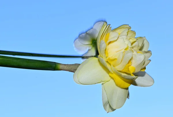 Hermosa Flor Narciso Fondo Del Cielo Concepto Verano Vista Cercana —  Fotos de Stock