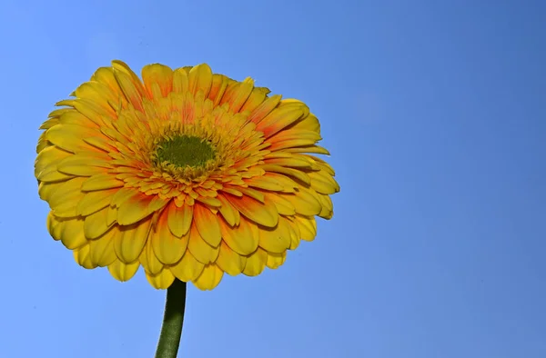 Mooie Gerbera Bloem Lucht Achtergrond Zomer Concept Close View — Stockfoto