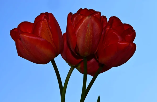 Красивые Тюльпаны Фоне Неба Летняя Концепция Близкий Вид — стоковое фото