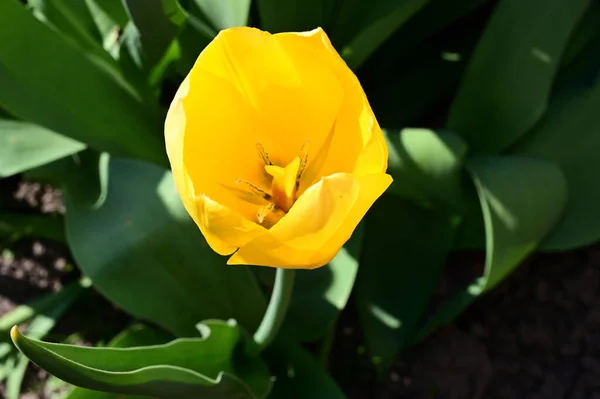 Bela Tulipa Crescendo Jardim Verão Dia Ensolarado — Fotografia de Stock
