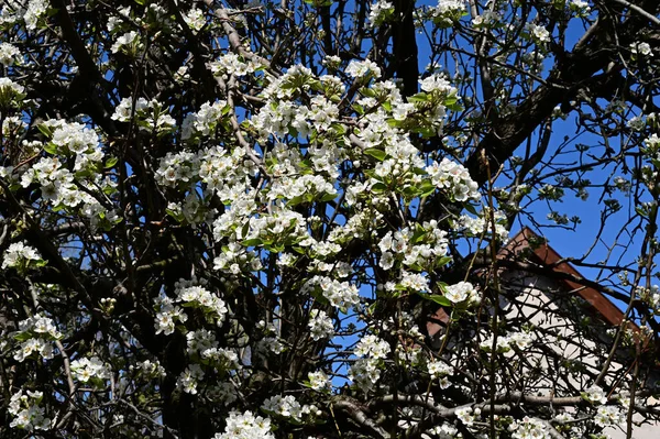 Ramos Macieira Com Flores Brancas Bonitas Close Conceito Primavera — Fotografia de Stock