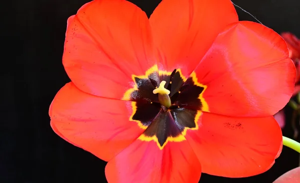 Schöne Tulpe Auf Dunklem Hintergrund Sommerkonzept Nahsicht — Stockfoto