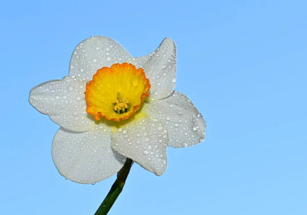 Dauw Druppels Mooie Narcis Bloem Lucht Achtergrond Zomer Concept Close — Stockfoto