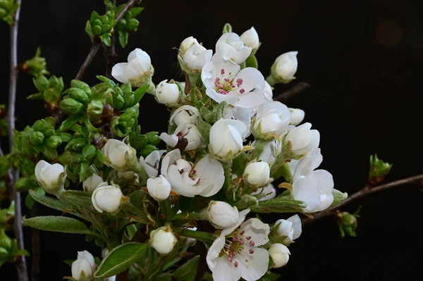 暗い背景に美しいリンゴの花を持つ枝 夏のコンセプト — ストック写真