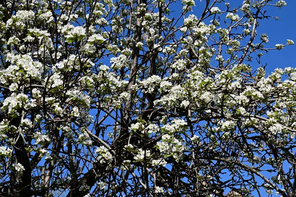 Gałązki Jabłoni Białymi Pięknymi Kwiatami Zbliżenie Koncepcja Wiosny — Zdjęcie stockowe