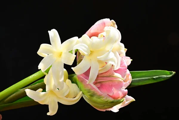 Buquê Flores Bonitas Fundo Escuro Conceito Verão Vista Próxima — Fotografia de Stock