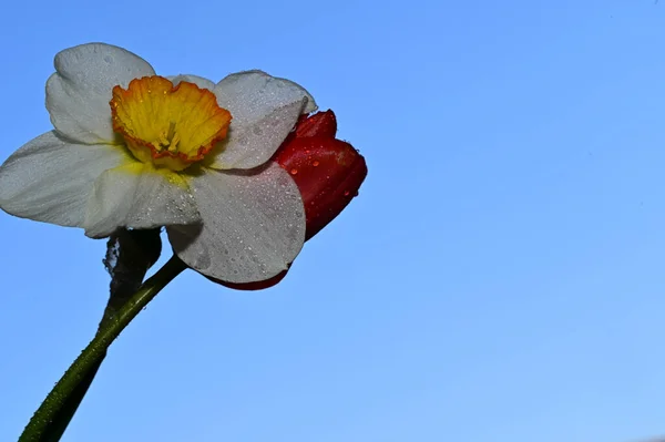 Kapky Rosy Krásné Narcisy Tulipány Květiny Pozadí Oblohy Letní Koncept — Stock fotografie