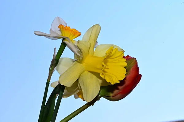 Schöne Narzissen Und Tulpen Auf Himmelshintergrund Sommerkonzept Nahsicht — Stockfoto