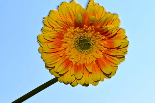 空を背景にした美しいガーベラの花夏のコンセプト — ストック写真