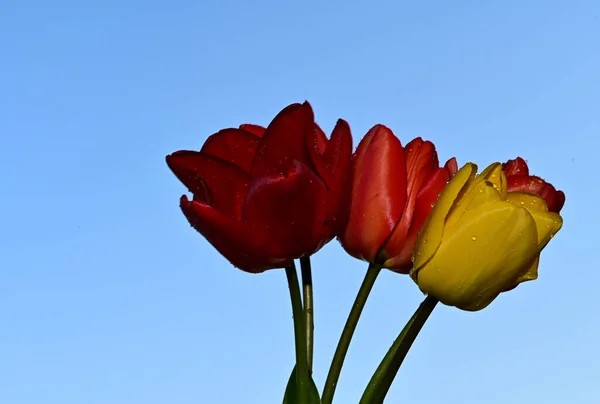 Красивые Тюльпаны Фоне Неба Летняя Концепция Близкий Вид — стоковое фото