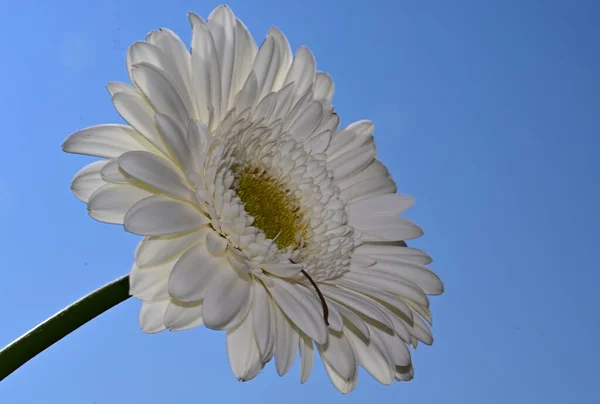 Belle Fleur Gerbera Sur Fond Ciel Concept Été Vue Rapprochée — Photo