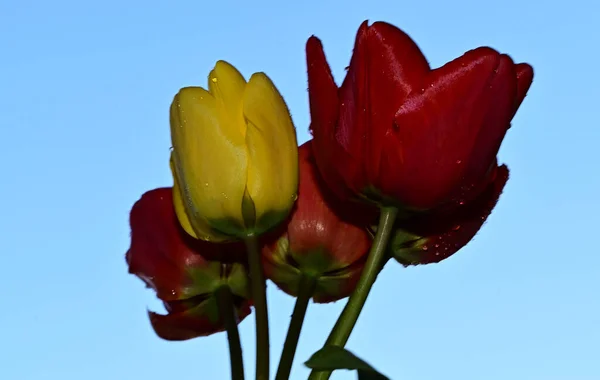 Belles Tulipes Sur Fond Ciel Concept Été Vue Rapprochée — Photo
