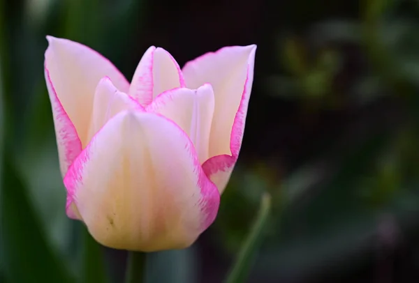 Belle Tulipe Poussant Dans Jardin Journée Ensoleillée Été — Photo