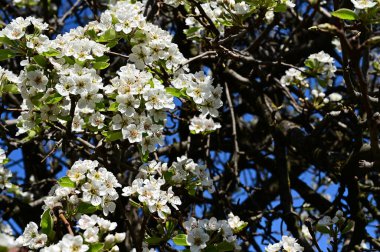 Beyaz güzel çiçekli elma ağacı dalları, yakın plan, bahar konsepti.  