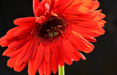 Güzel Gerbera koyu arkaplan, yaz konsepti, yakın görüş  