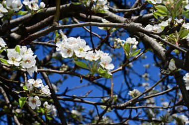Beyaz güzel çiçekli elma ağacı dalları, yakın plan, bahar konsepti.  