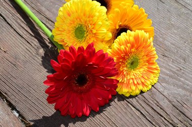 Tahta arka planda güzel Gerbera çiçekleri, yaz konsepti, yakın görüş   