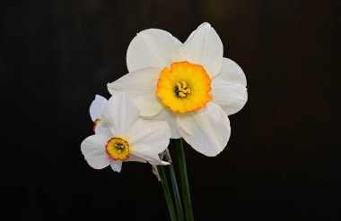 Karanlık arka planda güzel nergisler, yaz konsepti, yakın görüş  