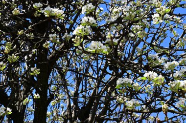 Beyaz güzel çiçekli elma ağacı dalları, yakın plan, bahar konsepti.  