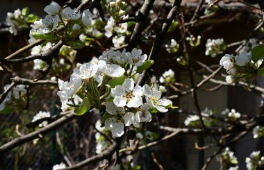 Beyaz güzel çiçekli elma ağacı dalları, yakın plan, bahar konsepti.  