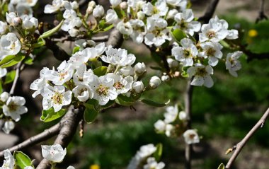 Beyaz güzel çiçekli elma ağacı dalları, yakın plan, bahar konsepti.  