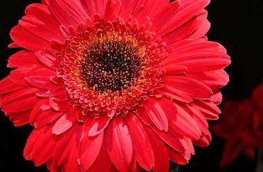 Güzel Gerbera koyu arkaplan, yaz konsepti, yakın görüş  