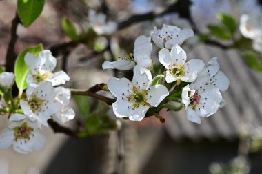 Beyaz güzel çiçekli elma ağacı dalları, yakın plan, bahar konsepti.  