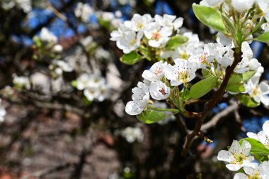 Beyaz güzel çiçekli elma ağacı dalları, yakın plan, bahar konsepti.  