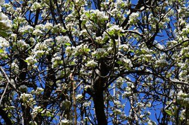 Beyaz güzel çiçekli elma ağacı dalları, yakın plan, bahar konsepti.  