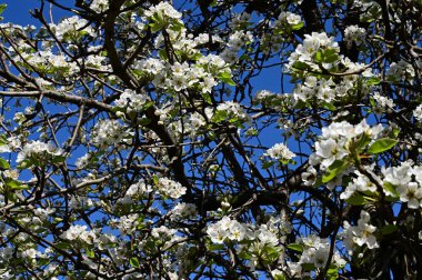 Beyaz güzel çiçekli elma ağacı dalları, yakın plan, bahar konsepti.  