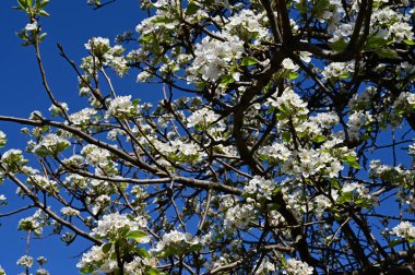 Beyaz güzel çiçekli elma ağacı dalları, yakın plan, bahar konsepti.  