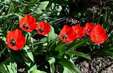 Güneşli yaz gününde bahçede büyüyen güzel laleler. 