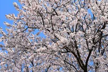Beyaz güzel çiçekli elma ağacı dalları, yakın plan, bahar konsepti.  