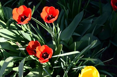 Güzel lale çiçekleri yazın güneşli bir günde bahçede yetişir. 
