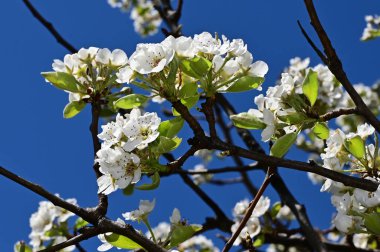 Beyaz güzel çiçekli elma ağacı dalları, yakın plan, bahar konsepti.  