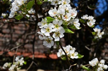 Beyaz güzel çiçekli elma ağacı dalları, yakın plan, bahar konsepti.  