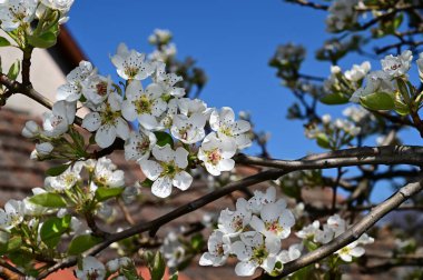 Beyaz güzel çiçekli elma ağacı dalları, yakın plan, bahar konsepti.  