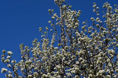 Beyaz güzel çiçekli elma ağacı dalları, yakın plan, bahar konsepti.  