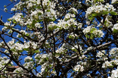 Beyaz güzel çiçekli elma ağacı dalları, yakın plan, bahar konsepti.  