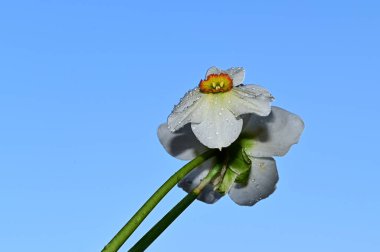 Gökyüzündeki nergislerin üzerine çiy damlaları düşer. Yaz konsepti, yakın görüş.  