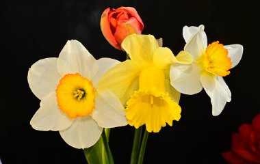 Koyu arkaplanda güzel çiçekler, yaz konsepti, yakın manzara  