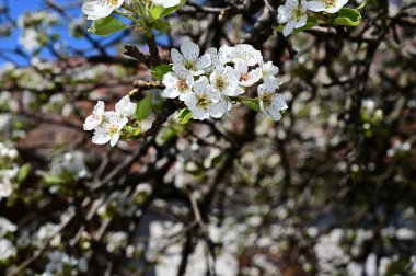 Beyaz güzel çiçekli elma ağacı dalları, yakın plan, bahar konsepti.  
