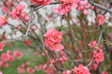 Güzel çiçekli kiraz ağacı dalları, yakın plan, bahar konsepti.  
