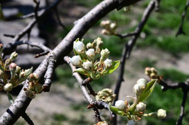 Beyaz güzel çiçekli elma ağacı dalları, yakın plan, bahar konsepti.  