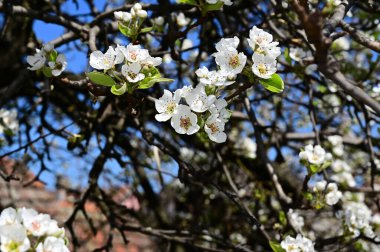 Beyaz güzel çiçekli elma ağacı dalları, yakın plan, bahar konsepti.  