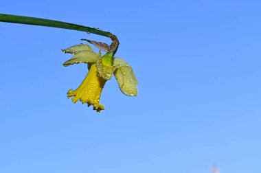 Gökyüzündeki güzel nergis çiçeğinin üzerine çiy damlaları düşer, yaz konsepti, yakın görüş  