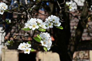Beyaz güzel çiçekli elma ağacı dalları, yakın plan, bahar konsepti.  
